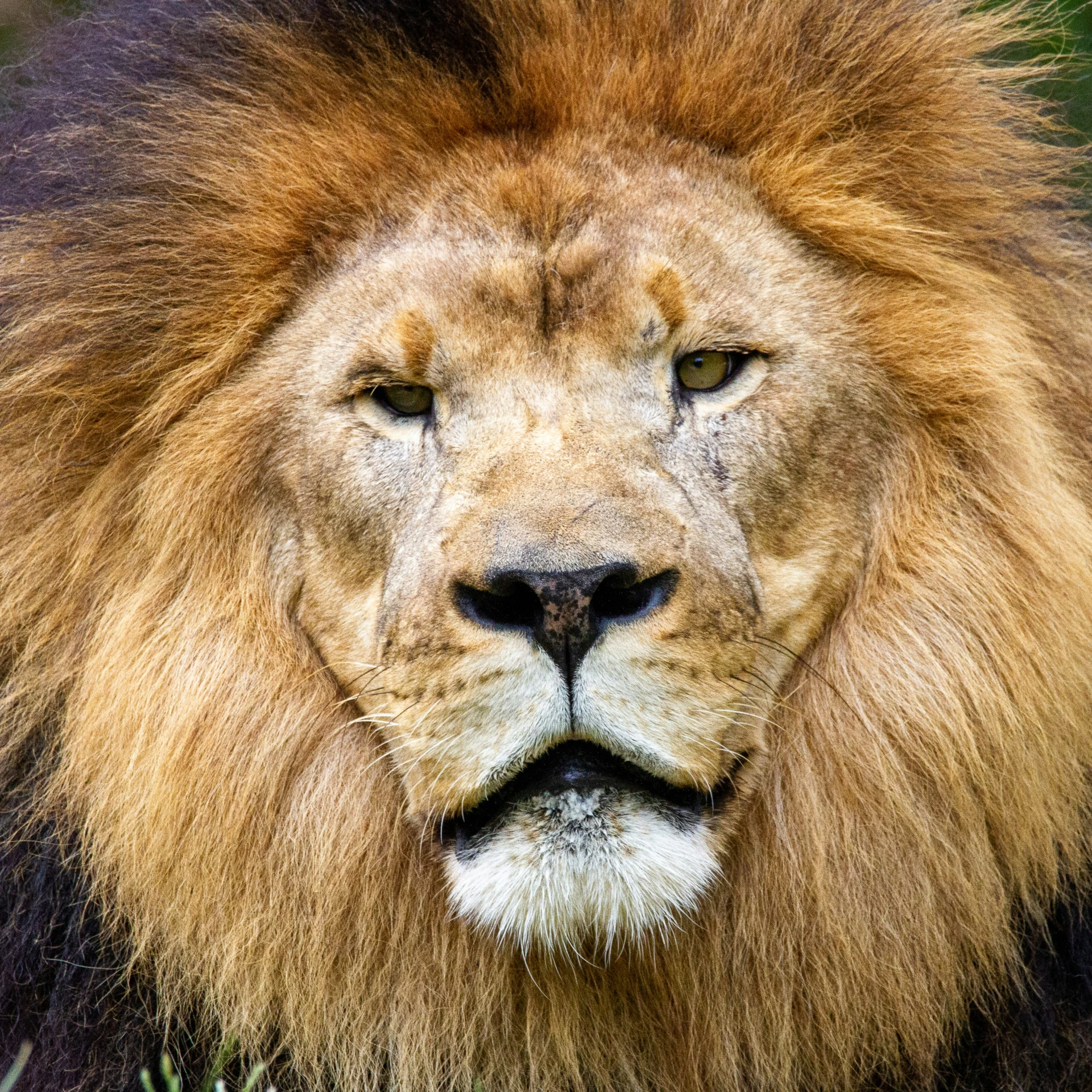 a large brown lion laying in a field