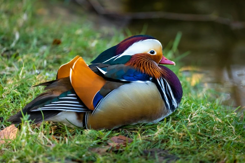 a duck in the grass is sitting on a patch of moss