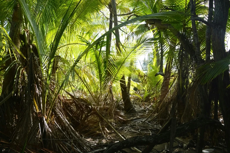 a path through lush forest of palm trees