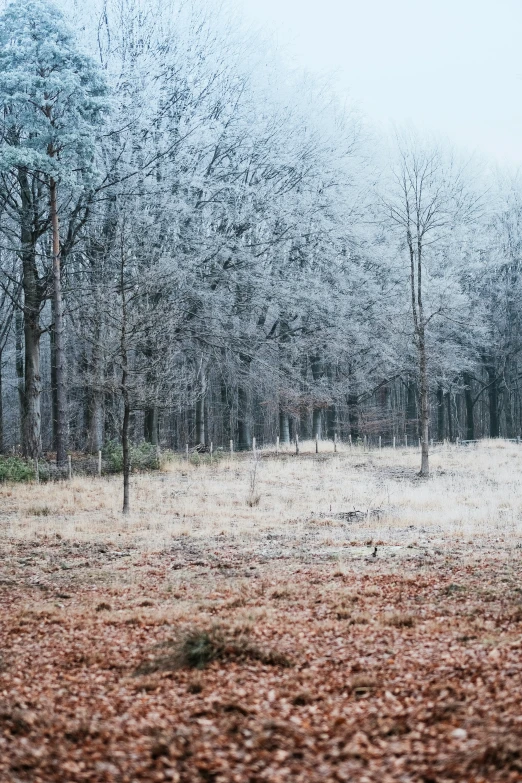 snow is falling over a field in the woods