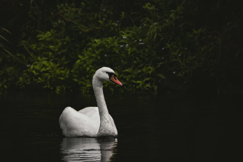 a swan swimming through the water next to some trees