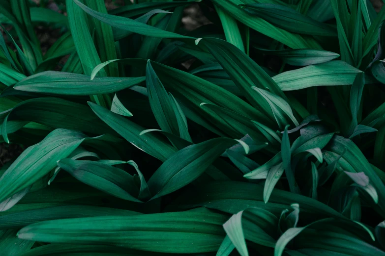 the lush green leaves of a plant