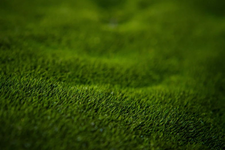 a close up of green grass in the field
