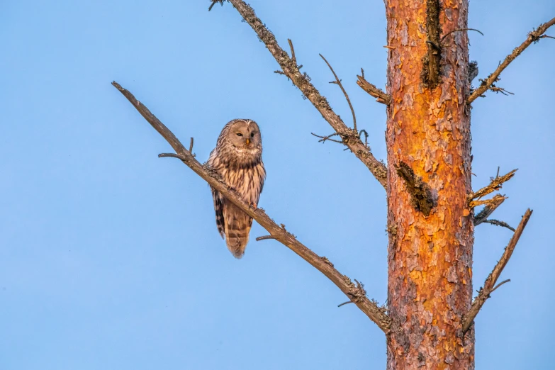 an owl is perched on top of a tree nch