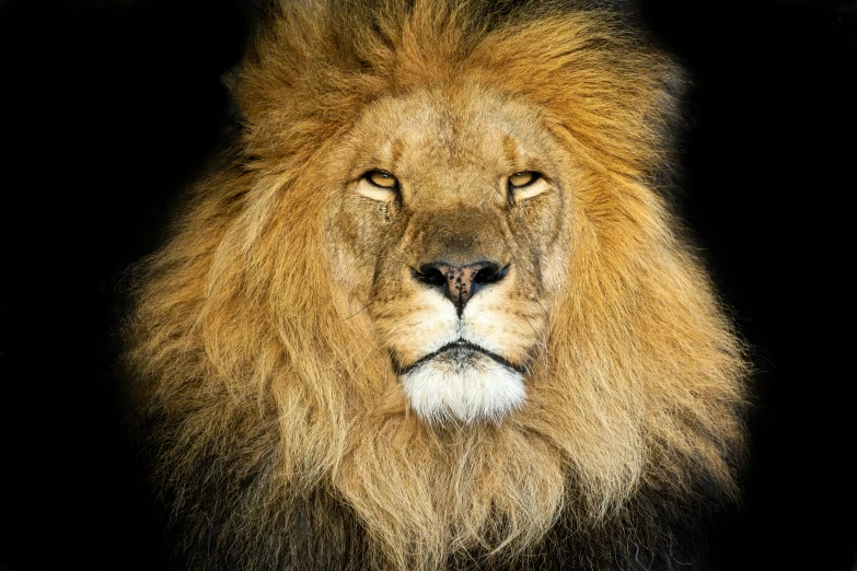 a lion with fluffy mane and eyes, black background