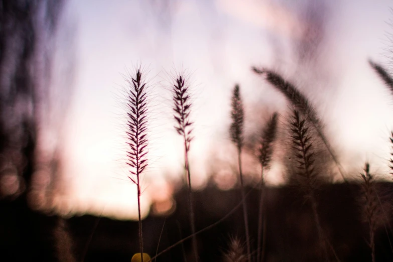 a group of tall plants stand in front of a sunset