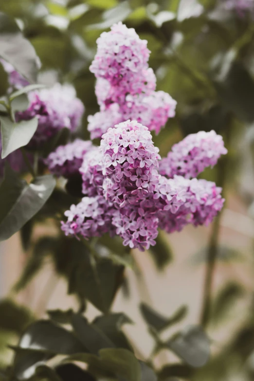 a lilac flower with green leaves is blooming