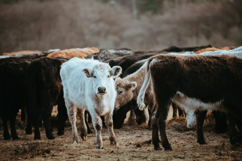 cows are walking together with trees in the background