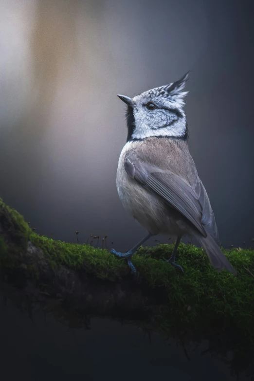 a very pretty bird with a blue face