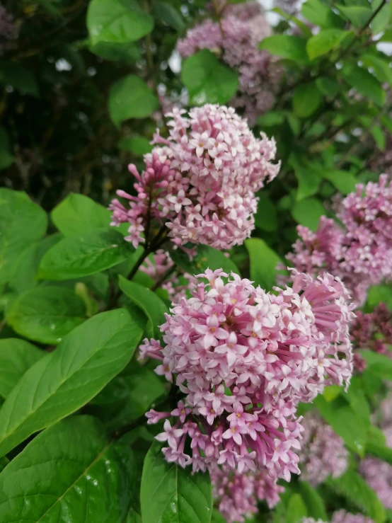 pink flowers with raindrops on the leaves