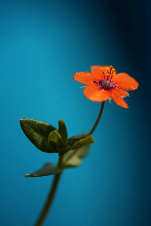 an orange flower that is in a vase