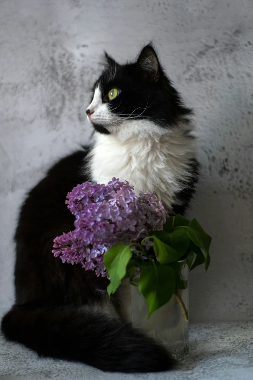 a long haired cat holding some flowers in it's mouth
