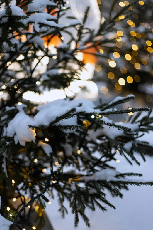 pine needles and snow covered evergreen trees in front of a night light