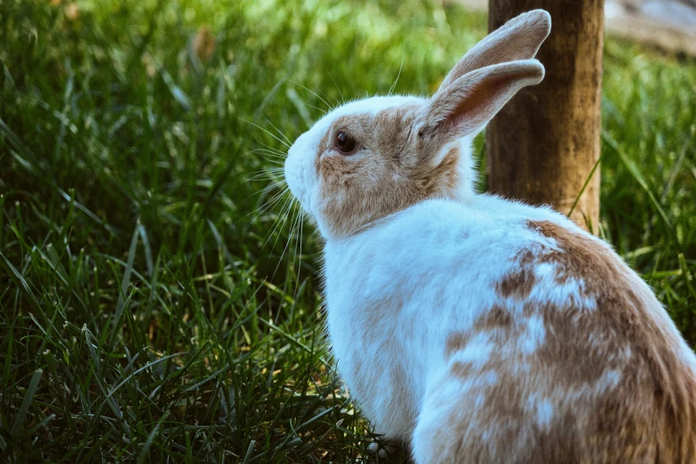 a rabbit sitting next to a tree in a grassy area