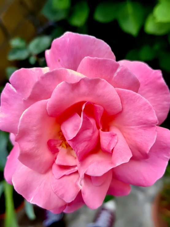 pink colored rose with light brown center