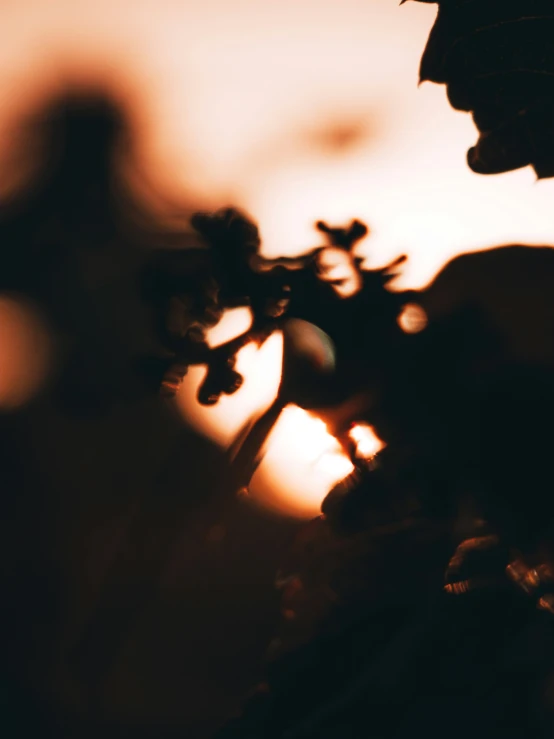 the sun is setting behind some leaves in a vase