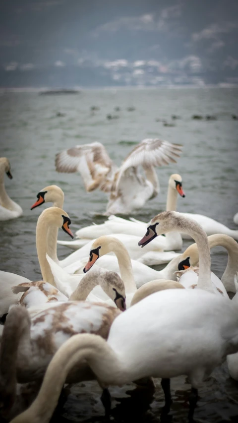 a bunch of ducks are swimming in the water