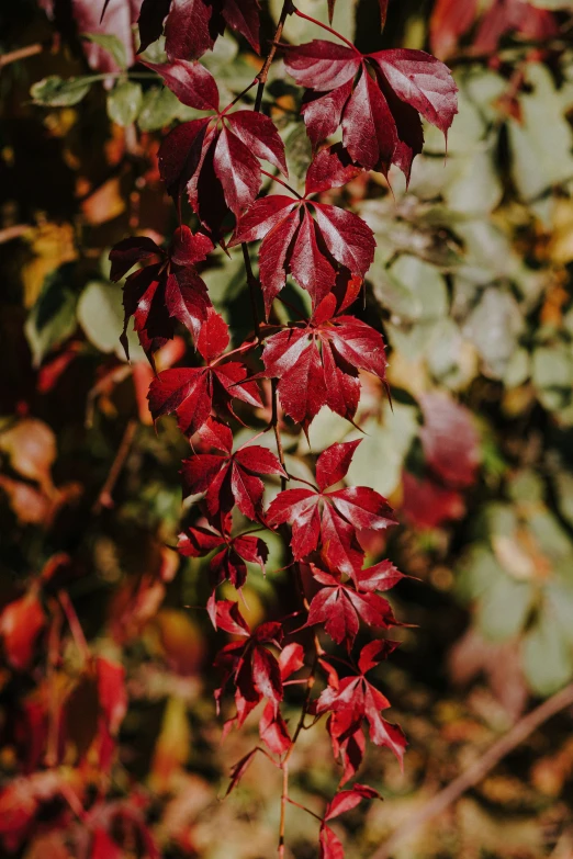 a close up view of a red leafy vine