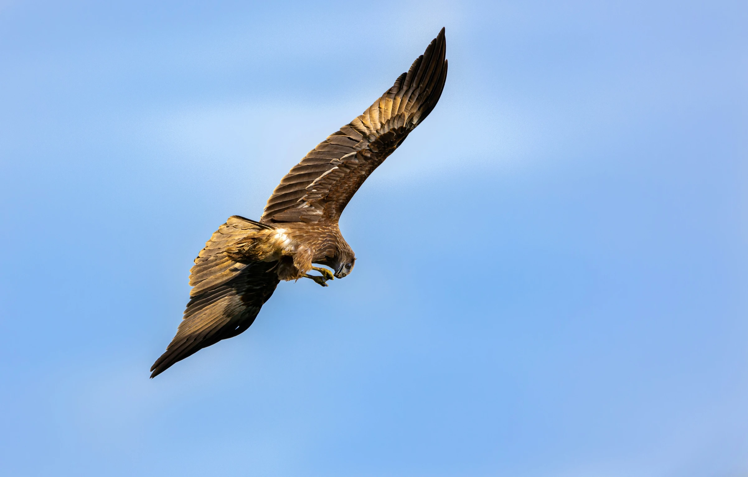 a hawk soaring through a blue sky over head