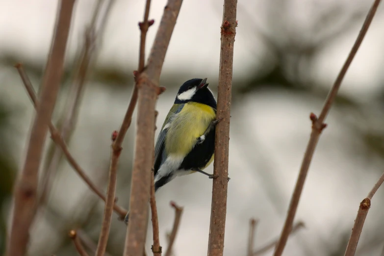 a small yellow and black bird sitting on top of a tree