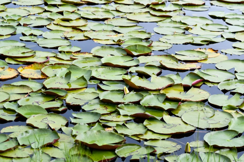 a group of water lilies floating on a body of water