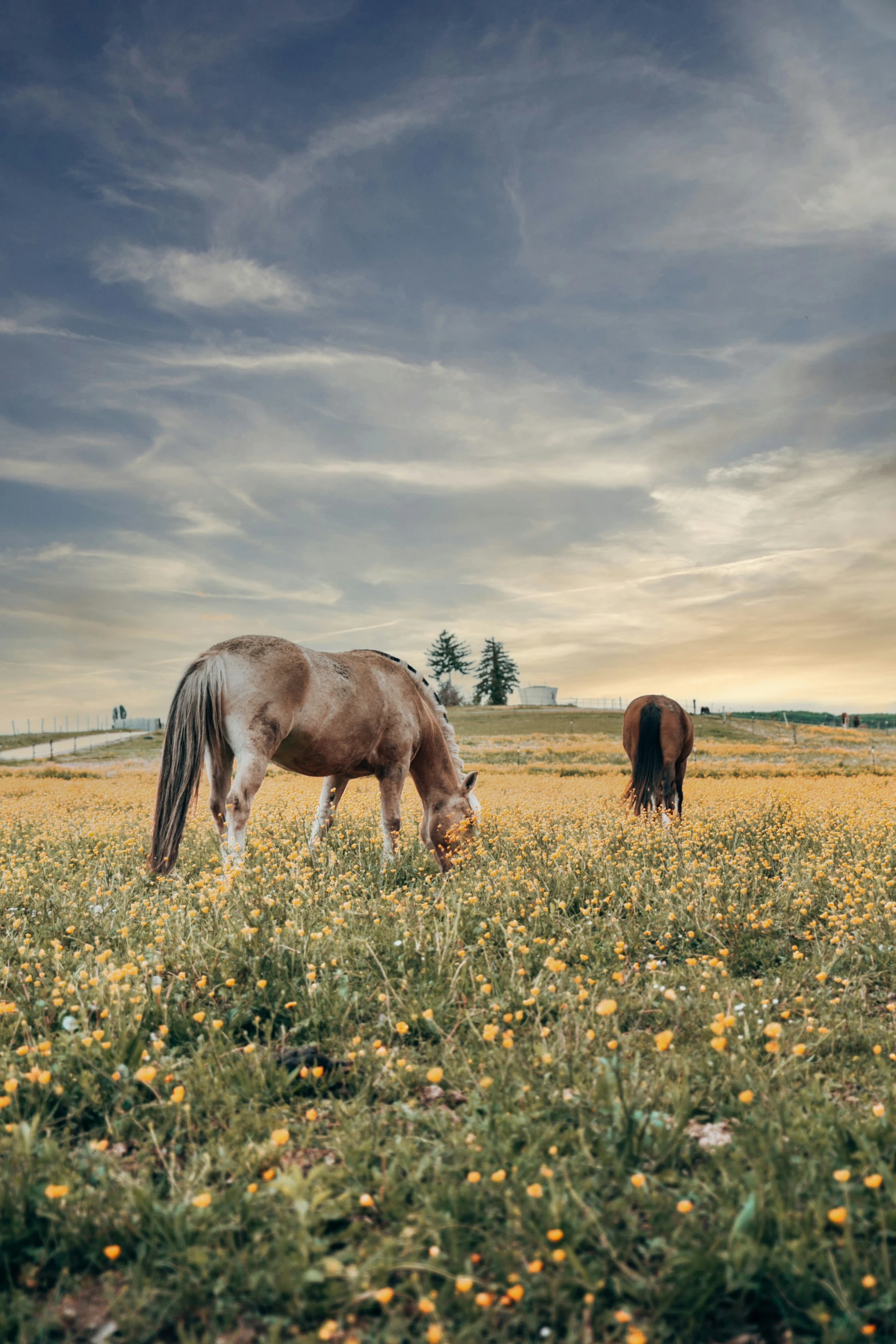 two brown horses grazing in a field with flowers