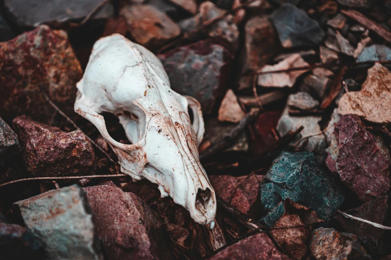 an animal skull lying on the ground among some rocks