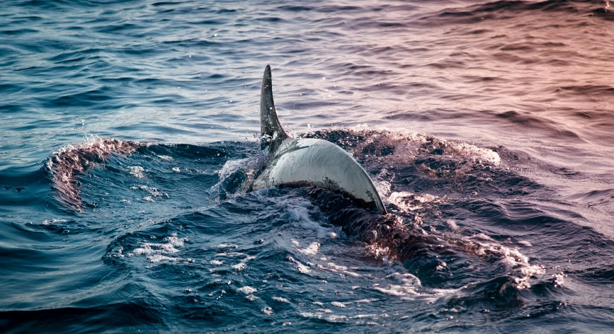 the rear end of a gray colored whale in water