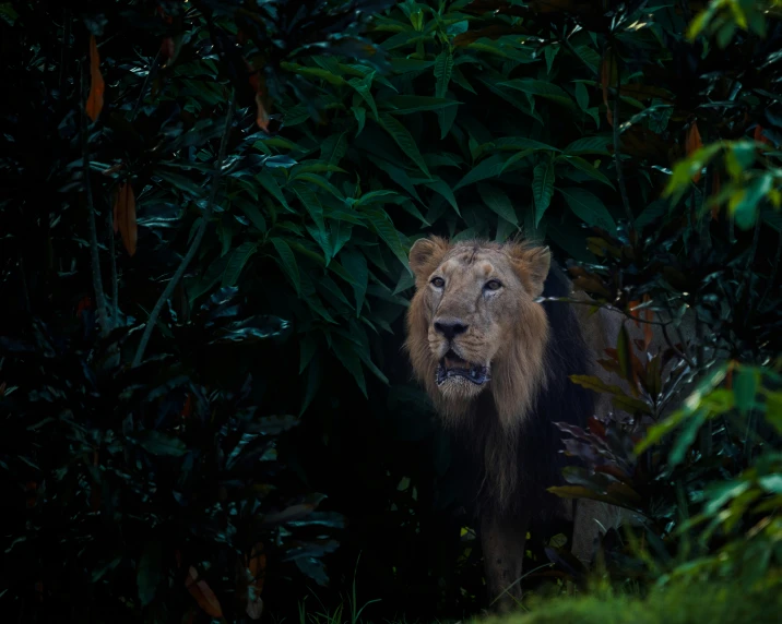 a lion stands in the woods near the bushes