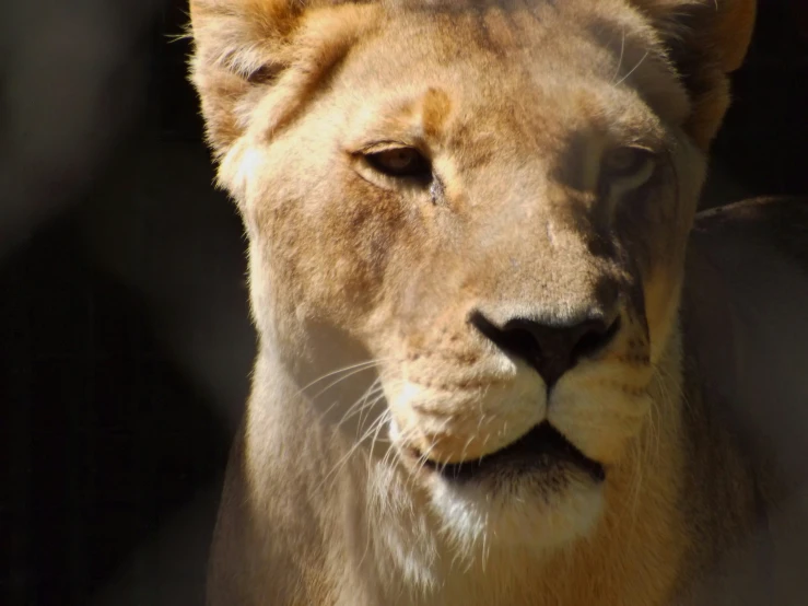 a close up of a lion with a chain link fence