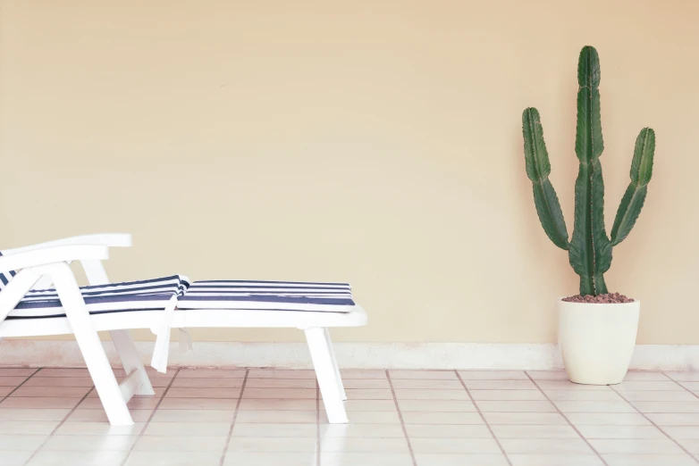 the large cactus is growing next to two chairs