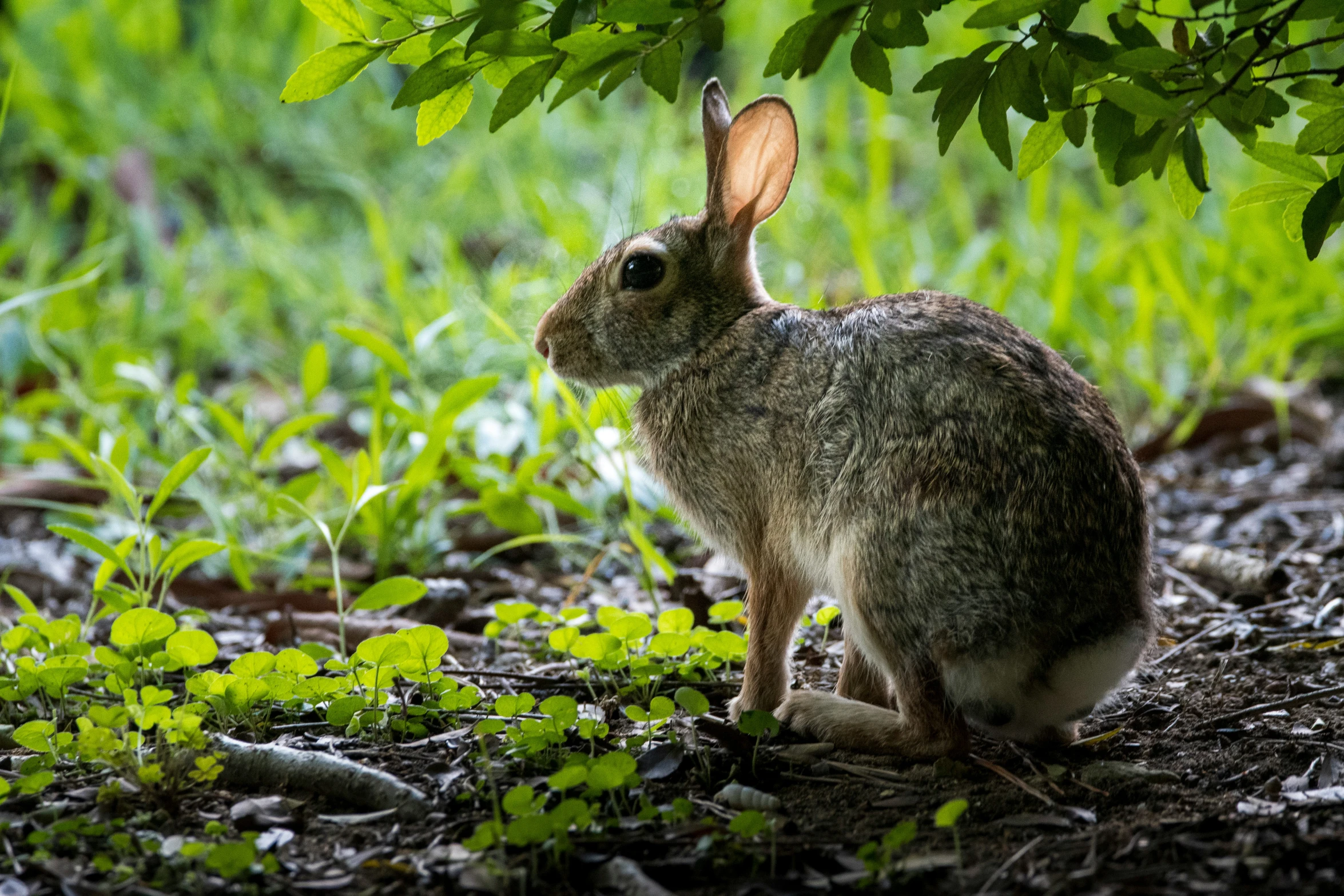 a small bunny sitting in the grass under a tree