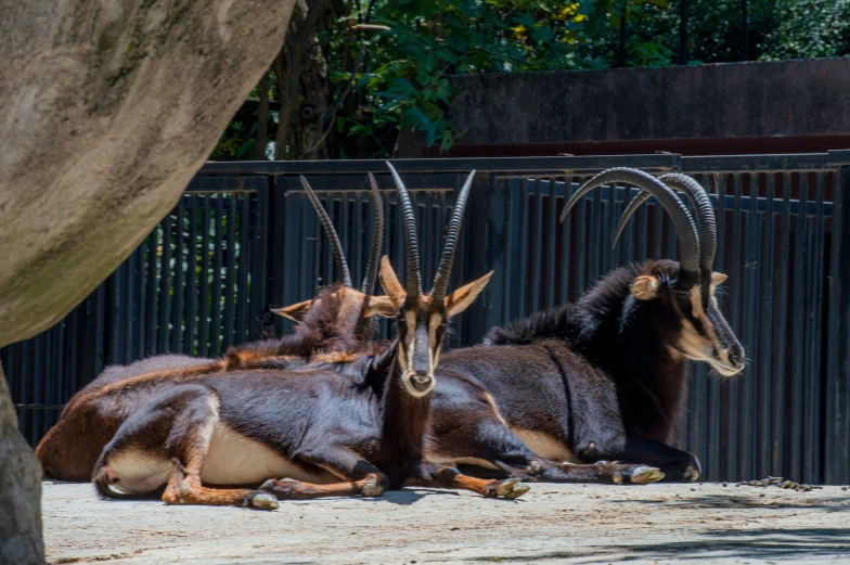 a herd of antelopes sitting in the sand