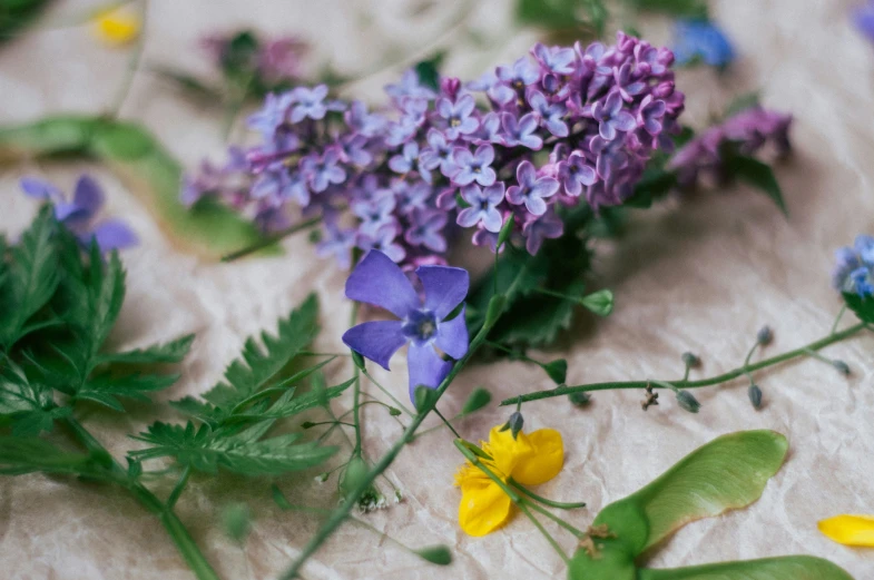 purple flowers with yellow and blue ones and green leaves