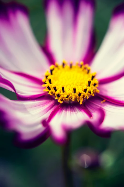 a flower with purple and yellow centers blooming