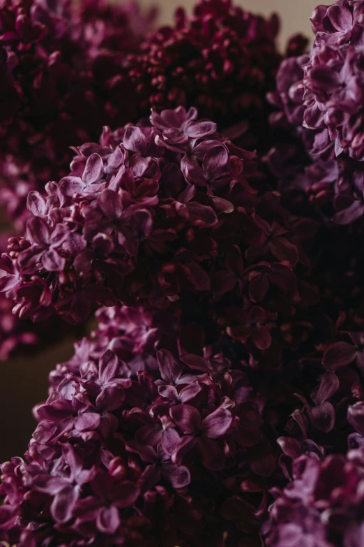 flowers in purple are sprouting on the ground