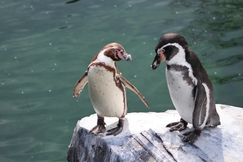 two penguins standing on rocks, facing each other