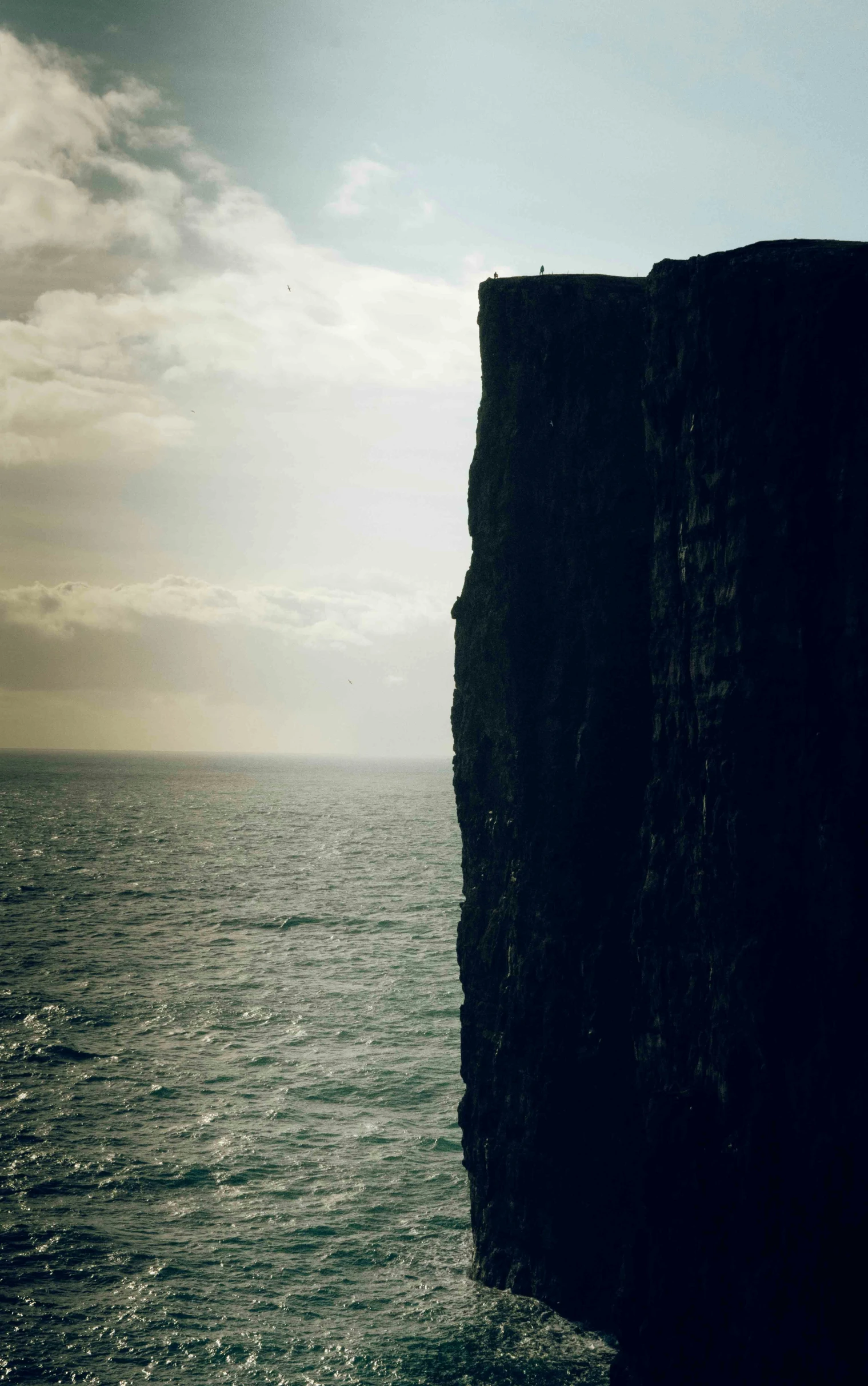 a lone bird standing at the edge of an ocean cliff
