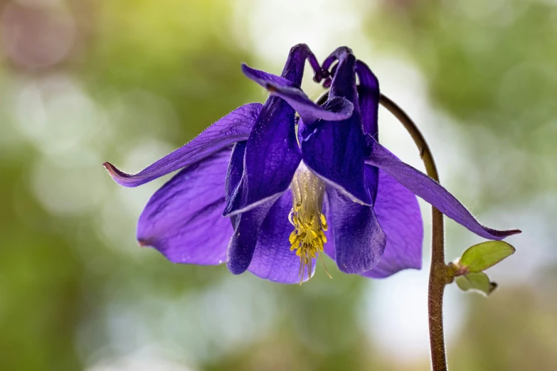 a purple flower with a yellow pollen is pographed during the day