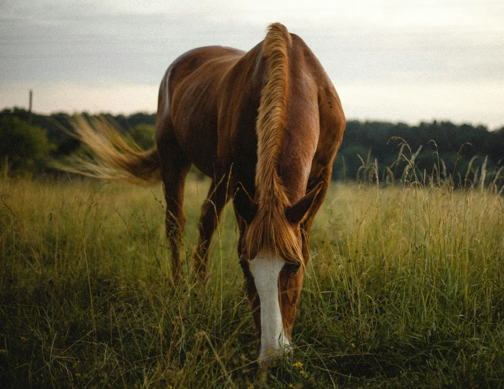 a horse with his head down grazing on grass