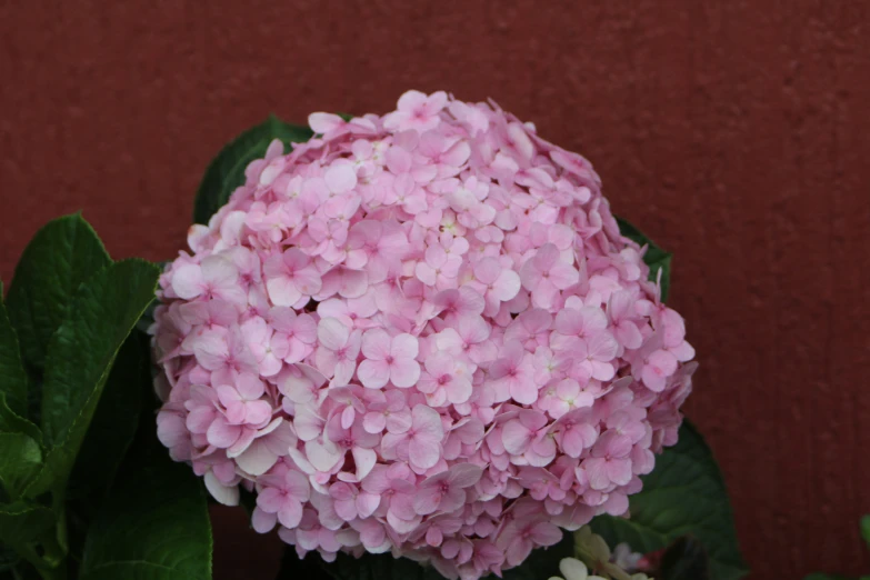 a cluster of pink flowers are blooming next to a brown background