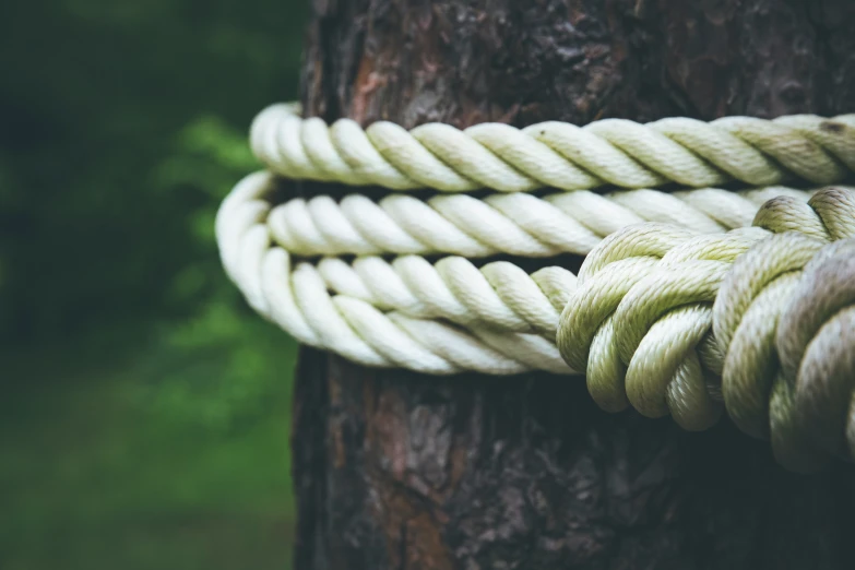 a tree that is next to a rope