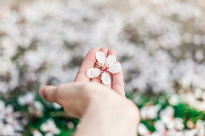 a hand holding a flower that is on its fingers