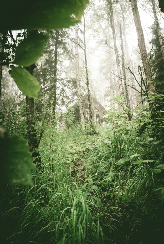 an image of forest setting with tall plants