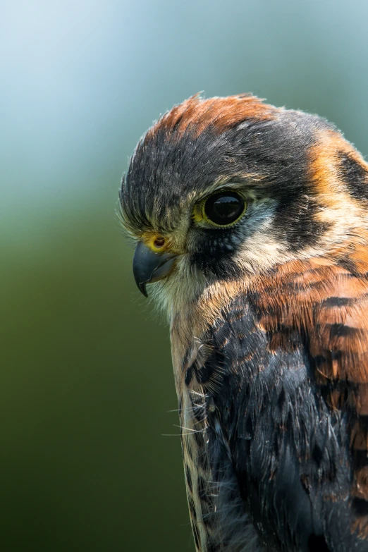 an owl staring into the distance with the background blurry