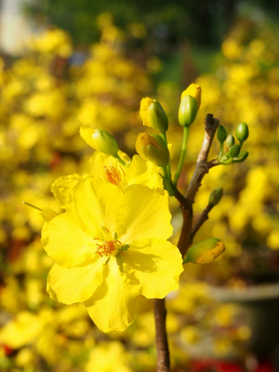 the large flower is yellow and has buds on it