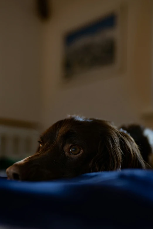 a dog lying on a blue sheet on the floor