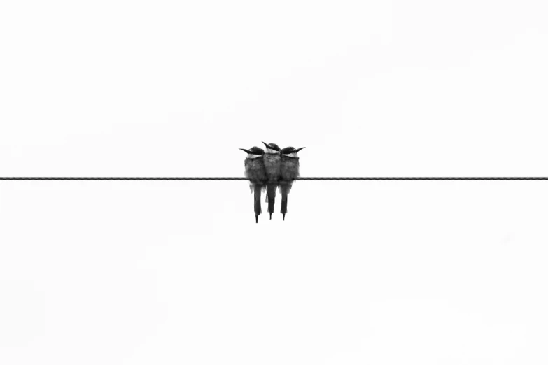 two birds sitting on top of wires with their beaks pointing upward