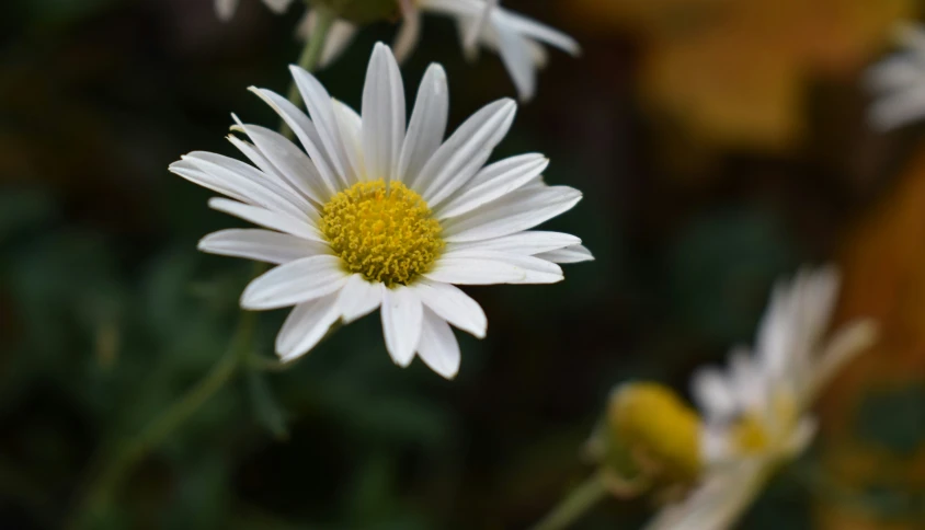 a close up of an image of flowers