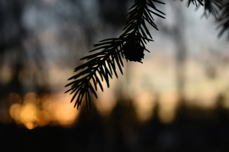 the pine tree is blurry as it rests against the dusk background